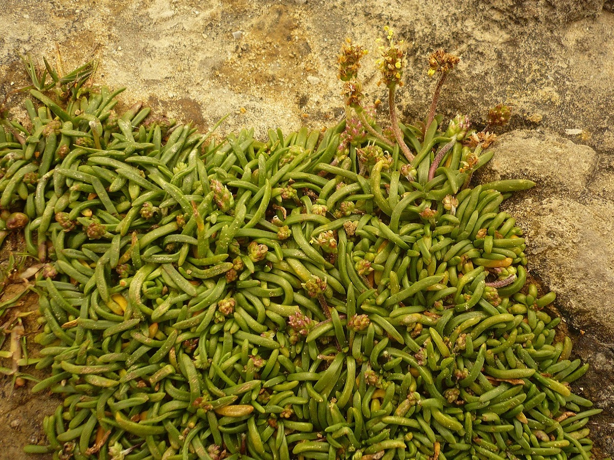 Plantago crassifolia (Plantaginaceae)
